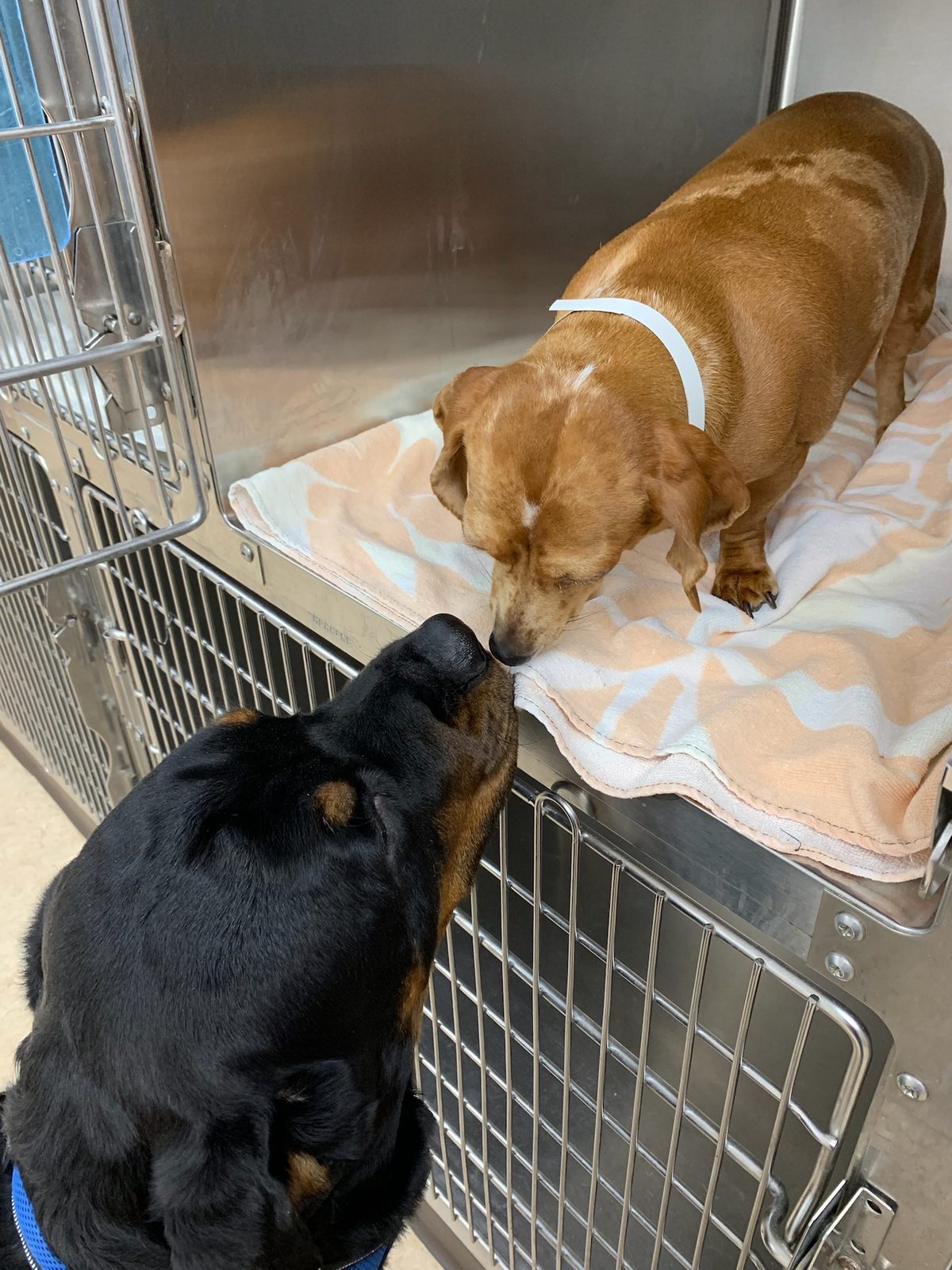 Bear standing at a kennel door, nose to nose with a small dachshund recovering inside