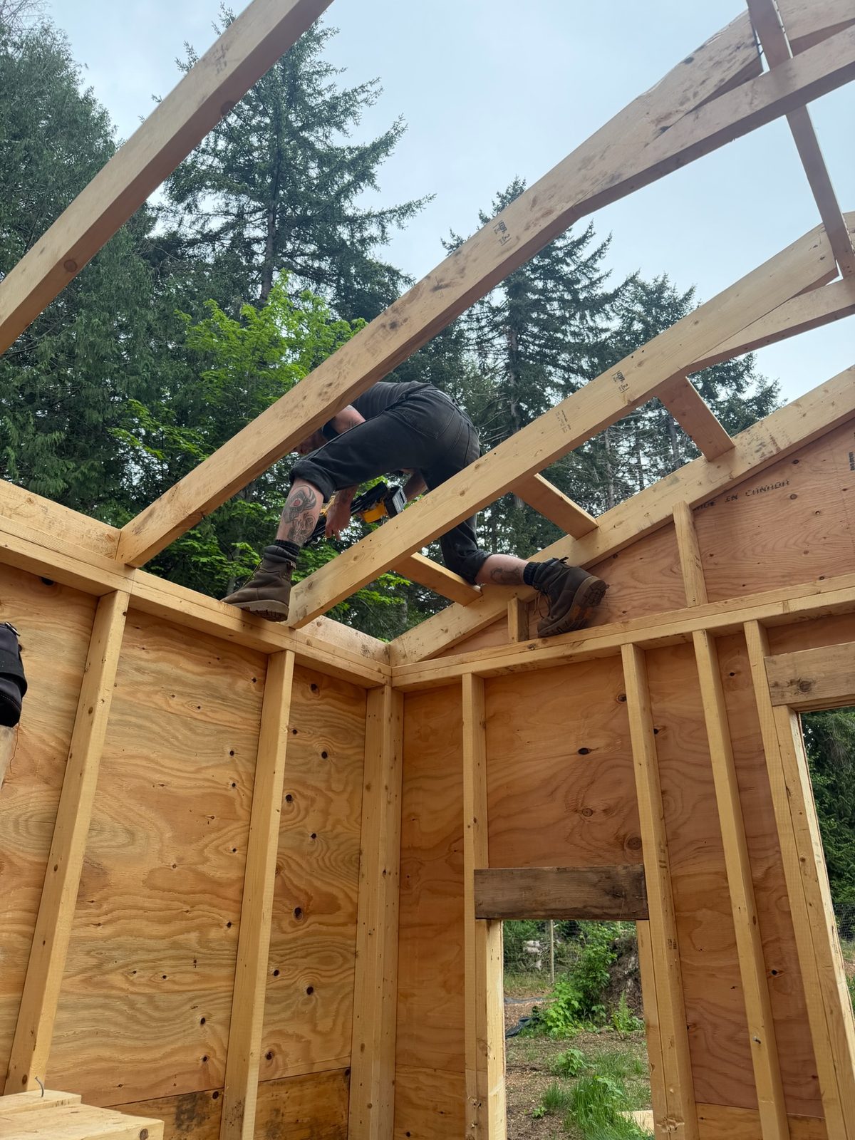 Roof rafters going up on the cat house, seen from inside the framed walls