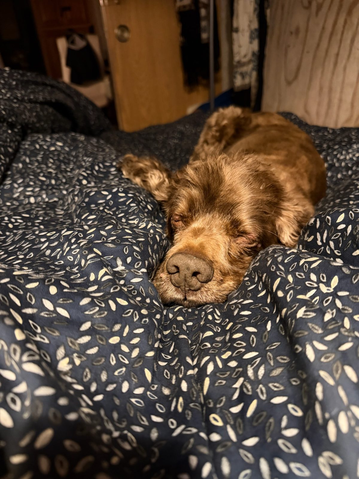 Noah asleep and stretched out across a bed