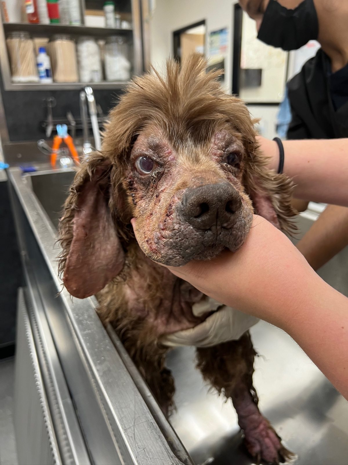 Noah on the day he was relinquished, with severe skin infection across his face and body
