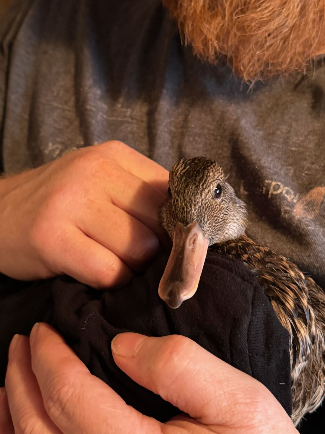Peggy the duck resting in a pair of cupped hands
