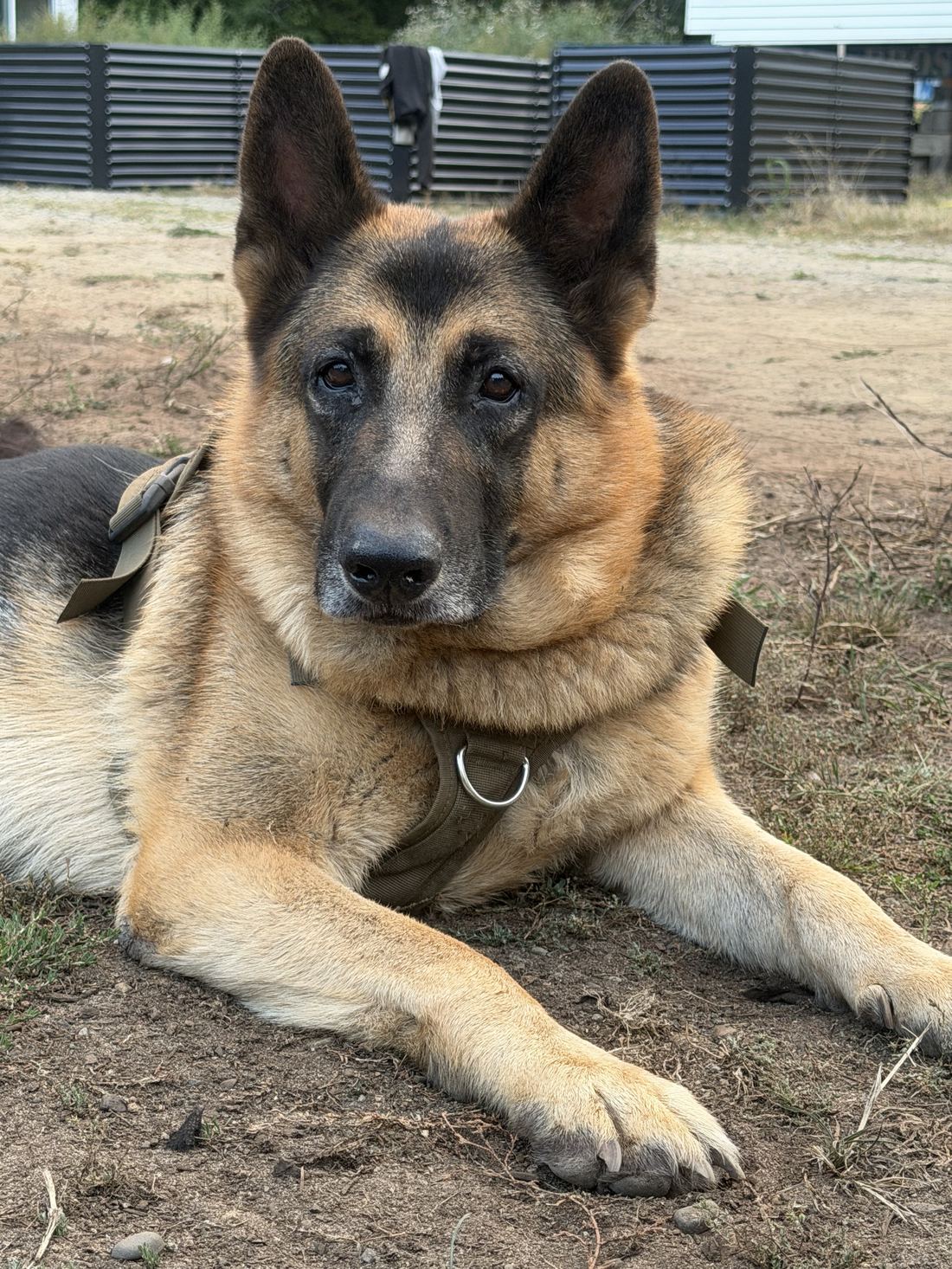 Johann, a geriatric German Shepherd, lying in the grass and looking directly at the camera